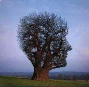El árbol del conocimiento – CIERRE PRIMERA ENTREGA – TALLER DOCENTE 2 |  porfoliodocente